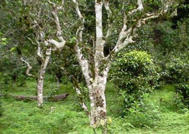 普洱古树茶树